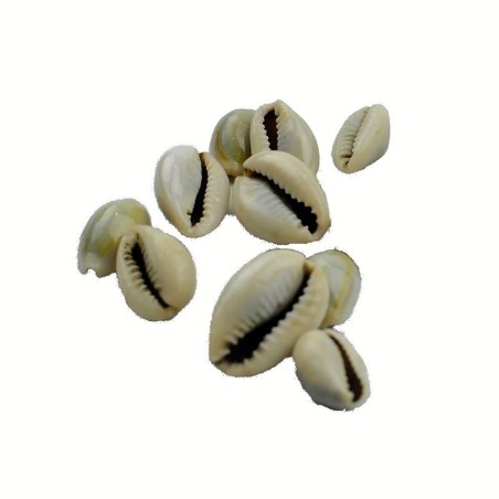 Satvik Spiritual Kaudi Conch  (Shell/Sacred Shankh), 1 Pack Of 11 Pcs