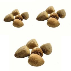 Satvik Whole Pooja Supari (Betel Nut whole ) 20 (Pcs) for Prayer and Pooja