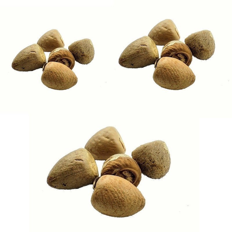 Satvik Whole Pooja Supari (Betel Nut whole ) 20 (Pcs) for Prayer and Pooja