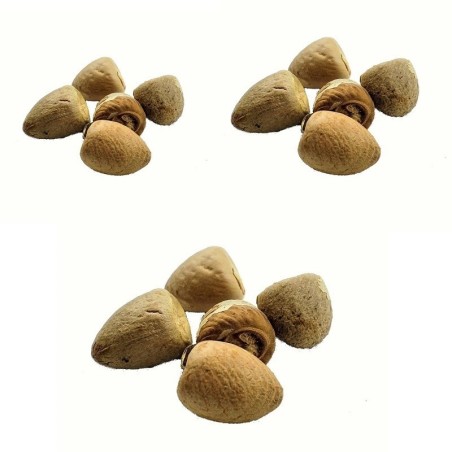 Satvik Whole Pooja Supari (Betel Nut whole ) 20 (Pcs) for Prayer and Pooja